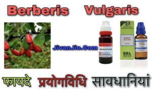 बेर्बेरिस वल्गेरिस के फायदे, प्रयोग विधि और सावधानियां, Berberis